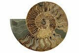 Large, Cut & Polished Ammonite Fossil - Madagasar #238784-1